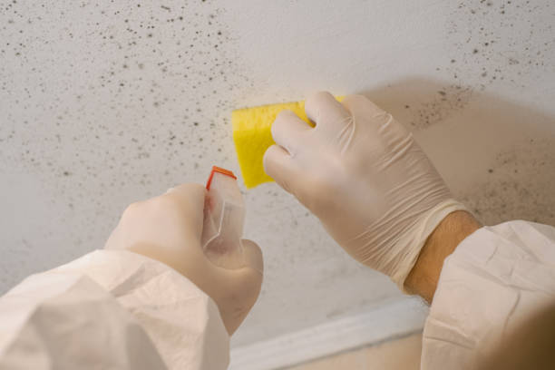 Best Environmental Consulting for Mold Prevention  in Marshalltown, IA