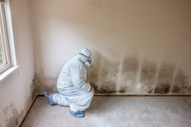 Best Water Damage & Mold Remediation  in Marshalltown, IA