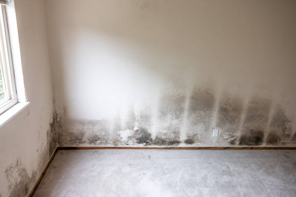 Best Dehumidification Services  in Marshalltown, IA